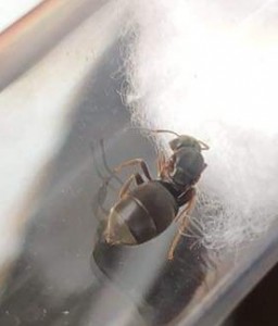 Photo 3, [Lasius sp.] Gyne trouvée près de l'eau