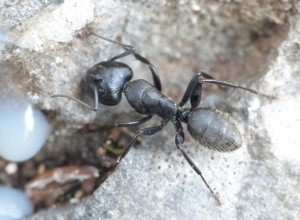 Les majors de C.vagus sont très impressionants !, Les fourmis de la Côte d'Azur