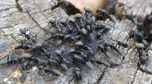 ...Et quelques minutes de recrutement plus tard !, Les fourmis de la Côte d'Azur