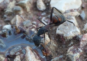 Média C.cruentatus, Les fourmis de la Côte d'Azur