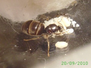 20 sept. (4), [Blog] Lasius niger (de David)