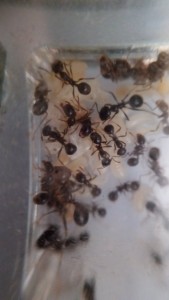 Une partie du couvain chez gyne rouge., [Blog] Les Messor capitatus de Schtroumpfette