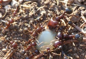 Major M.barbarus, Les fourmis de la Côte d'Azur