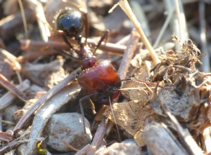 Major M.barbarus tirant sur un fil., Les fourmis de la Côte d'Azur