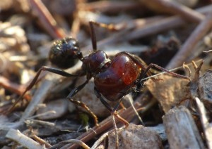 Major M.barbarus tirant sur un fil., Les fourmis de la Côte d'Azur