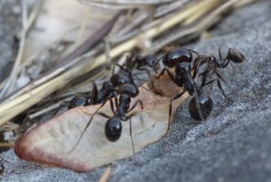 Messor barbarus transportant une graine., Les fourmis de la Côte d'Azur