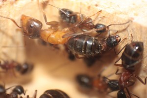 major, [Blog] Les Camponotus herculeanus d'Ookami