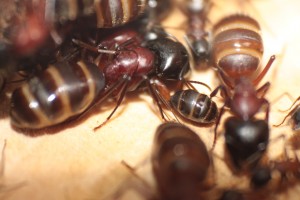 pêle-mêle, [Blog] Les Camponotus herculeanus d'Ookami