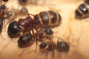 les réservoirs, [Blog] Les Camponotus herculeanus d'Ookami