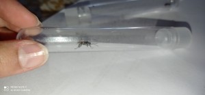 fourmi ailée, [Lasius emarginatus; Chthonolasius sp.] Identification de plusieurs gynes parcours de santé