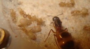 colonie Camponotus sanctus, cocons, [Blog] Camponotus africaines, sanctus et sp d'Afrique de l'est