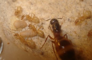 colonie Camponotus sanctus, cocons, [Blog] Camponotus africaines, sanctus et sp d'Afrique de l'est