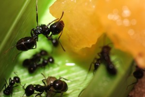 Ouvrière qui se délecte de melon, [Blog] Les Messor bouvieri d'Ookami