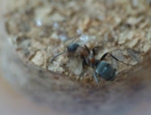 Ouvrière petite, thorax brun. Cherche aide pour identification., [Blog] Formica sanguinea
