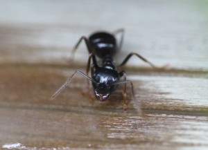 Gros plan sur la tête si caractéristique d'une Lasius fuliginosus., Les fourmis de la Côte d'Azur