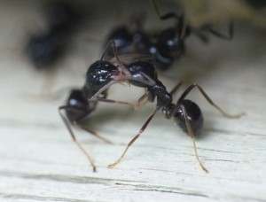 Trophallaxie d'ouvrières Lasius fuliginosus., Les fourmis de la Côte d'Azur