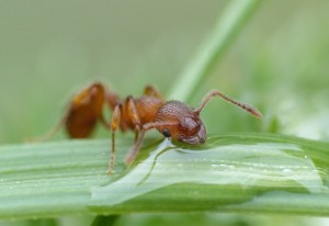 Myrmica sp., Les fourmis de la Côte d'Azur