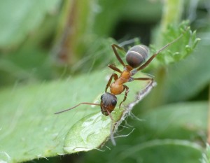 Formica sp., Les fourmis de la Côte d'Azur