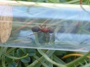 Gyne Formica sanguinea., Les fourmis de la Côte d'Azur