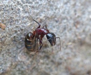 Camponotus ligneperda., Les fourmis de la Côte d'Azur