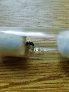 Tetramorium sp colonie 2 : Des nymphes qui vont pas tarder à bouger leurs antennes..., Suivi de mes colonies