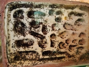 Messor barbarus colonie 1 : le déclin continu et les mâles se font fusiller un par un dès qu'ils naissent., Suivi de mes colonies