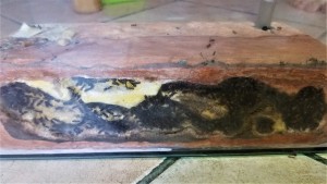 Formica fusca : la gyne a cessé de pondre, Suivi de mes colonies