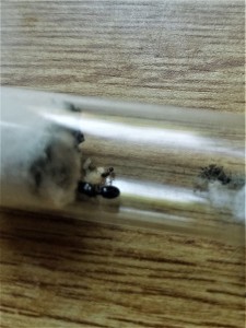 La gyne et son ouvrière, Suivi de mes colonies