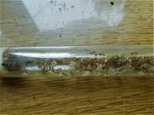 Myrmica sabuleti : déménagement à venir..., Suivi de mes colonies