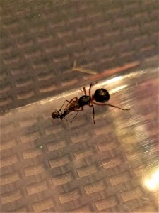 Première trophallaxie, Suivi de mes colonies