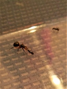 Deuxième trophallaxie, Suivi de mes colonies