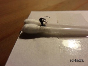 Cette fourmi bien positionnée et calée., Démonstration pour identification d'espèces