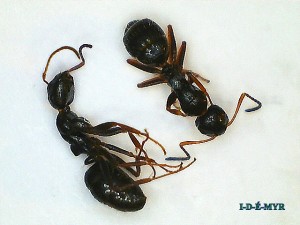 Camponotus en double exemplaires., Démonstration pour identification d'espèces