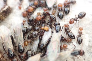 Quelques sexuées Camponotus lateralis et des ouvriers, Observation de fourmis en forêt (dans le Sud) > Roquefort la Bédoule