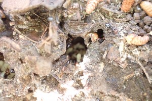 Les 2 couches, Observation de fourmis en forêt (dans le Sud) > Roquefort la Bédoule