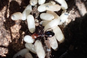 Le couvain surtout des cocons, Observation de fourmis en forêt (dans le Sud) > Roquefort la Bédoule