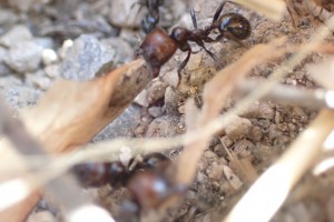 Messor Barbarus, Observation de fourmis en forêt (dans le Sud) > Roquefort la Bédoule