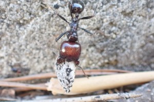 Major transportant une graine, Observation de fourmis en forêt (dans le Sud) > Roquefort la Bédoule