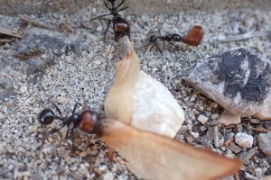Quelles graines transportent-elles ?, Observation de fourmis en forêt (dans le Sud) > Roquefort la Bédoule