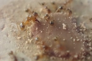 Pheidole, Observation de fourmis en forêt (dans le Sud) > Roquefort la Bédoule