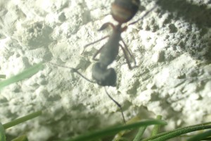 Cruentatus, Observation de fourmis en forêt (dans le Sud) > Roquefort la Bédoule