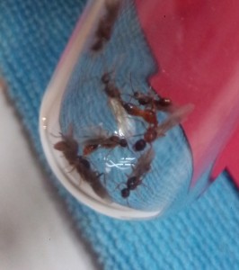 repro en tube., [Blog] Les Myrmica sp. de Schtroumpfette