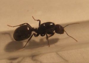 [BLOG] Messor barbarus de manu83., MB3G10.JPG
