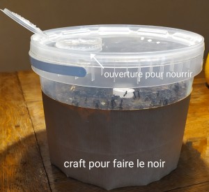 Vue de profil, [Blog] Camponotus vagus de Pratouille