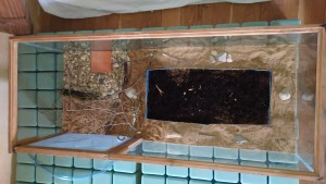 Grande adc, [Blog] Camponotus vagus de Pratouille