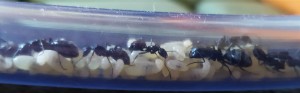 Couvain tuyau, [Blog] Camponotus vagus de Pratouille