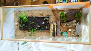 ADC 26/05, [Blog] Camponotus vagus de Pratouille