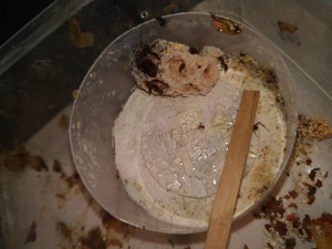 28/12/20 Vue générale, Les Acromyrmex d'Antonymous