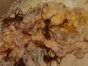 Larves, Les Acromyrmex d'Antonymous