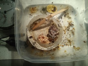 Vue générale du &quot;bourgeon&quot;, Les Acromyrmex d'Antonymous